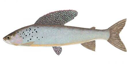 Best Grayling Fly Rods and Reels